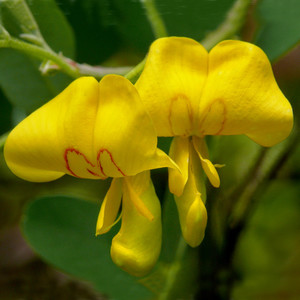 COLUTEA ARBORESCENS seed image