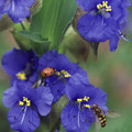 COMMELINA COELESTIS seed image