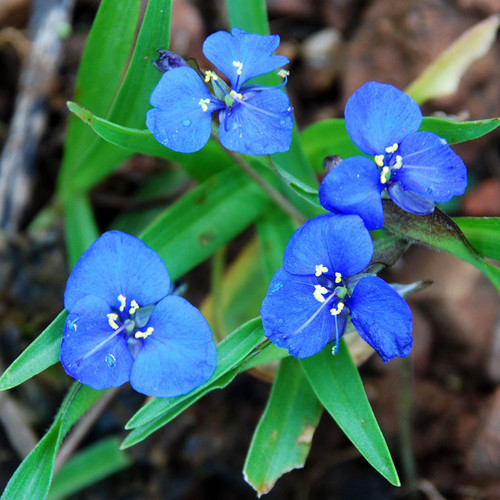 COMMELINA DIANTHIFOLIA seed image