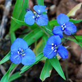 COMMELINA DIANTHIFOLIA seed image