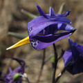 CONANTHERA BIFOLIA seed image