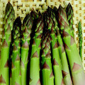 ASPARAGUS CONNOVER'S COLOSSAL seed image