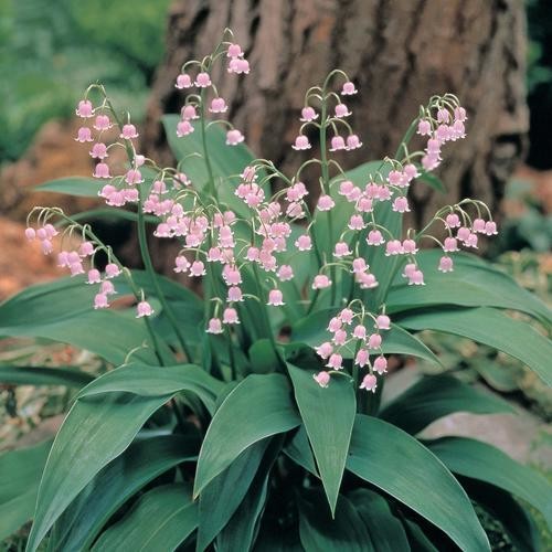 CONVALLARIA MAJALIS PINK BELLS seed image