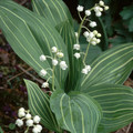 CONVALLARIA MAJALIS VARIEGATED seed image