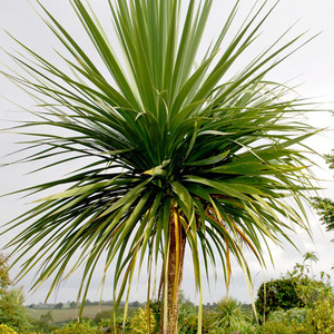 CORDYLINE AUSTRALIS seed image