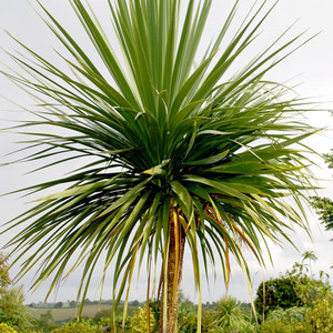 Cordyline Australis Chou palmiste Environ 50 Graines