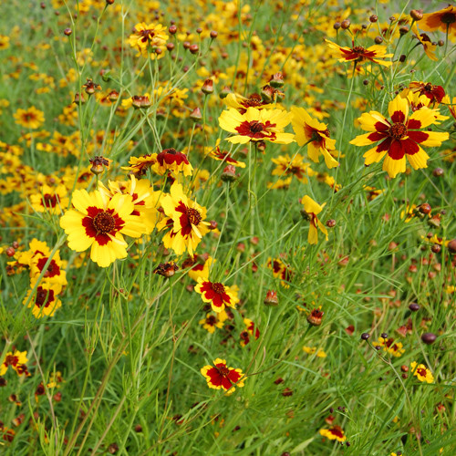 COREOPSIS TINCTORIA SEEDS (Plains coreopsis, Calliopsis bicolor, Golden