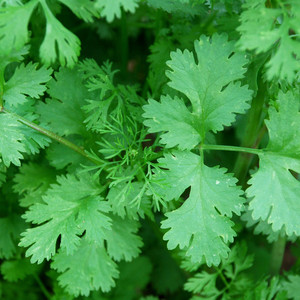 HERB CORIANDER seed image