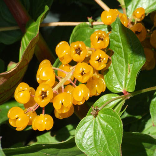 CORIARIA TERMINALIS XANTHOCARPA seed image