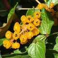 CORIARIA TERMINALIS XANTHOCARPA seed image