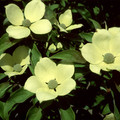 CORNUS CAPITATA seed image