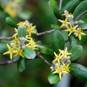 COROKIA VIRGATA 'YELLOW WONDER' seed image