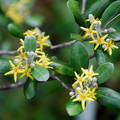 COROKIA VIRGATA 'YELLOW WONDER' seed image