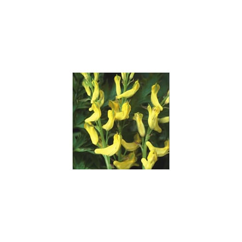 CORYDALIS CHEILANTHIFOLIA seed image
