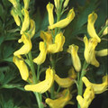CORYDALIS CHEILANTHIFOLIA seed image