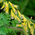 CORYDALIS HETEROCARPA seed image