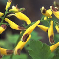 CORYDALIS MAGADANICA seed image