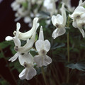 CORYDALIS MALKENSIS seed image