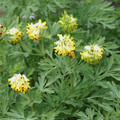 CORYDALIS NOBILIS seed image