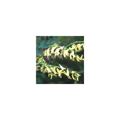 CORYDALIS OPHIOCARPA seed image