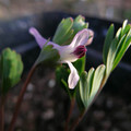 CORYDALIS PACZOSKII seed image