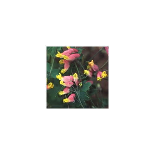 CORYDALIS SEMPERVIRENS seed image