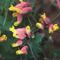 CORYDALIS SEMPERVIRENS seed image
