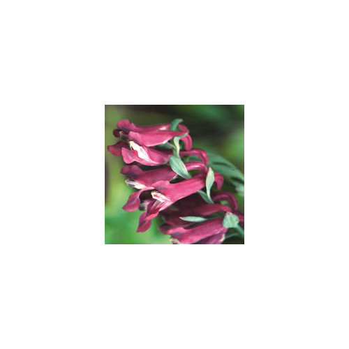 Corydalis taliensis
