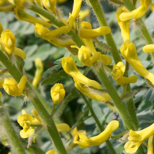 CORYDALIS TOMENTELLA seed image
