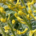 CORYDALIS TOMENTELLA seed image