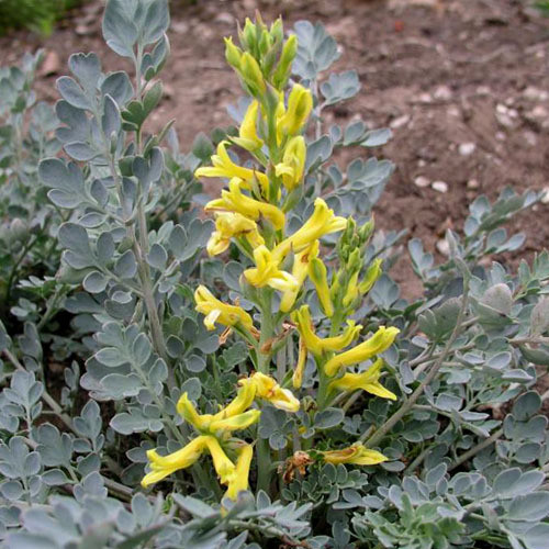 CORYDALIS WILSONII seed image