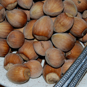 CORYLUS AVELLANA (HAZELNUT) seed image
