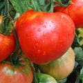 TOMATO COSMONAUT VOLKOV seed image