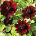 COSMOS ATROSANGUINEUS seed image