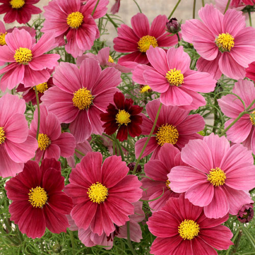 COSMOS BIPINNATUS 'ANTIQUITY' seed image