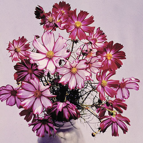 COSMOS BIPINNATUS 'CANDYSTRIPE' seed image