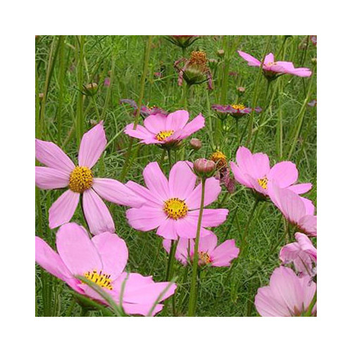 COSMOS BIPINNATUS 'COMPACT SINGLE PINK' seed image