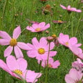 COSMOS BIPINNATUS 'COMPACT SINGLE PINK' seed image