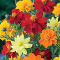 COSMOS SULPHUREUS 'BRIGHTNESS MIXED' seed image