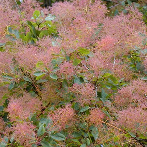 COTINUS COGGYGRIA seed image