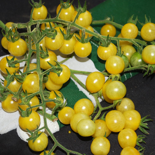 TOMATO COYOTE seed image