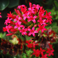 CRASSULA COCCINEA seed image
