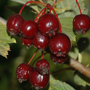 CRATAEGUS MAXIMOWICZII seed image