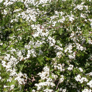 CRATAEGUS MONOGYNA seed image