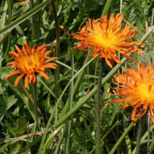 CREPIS AUREA seed image