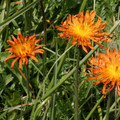 CREPIS AUREA seed image