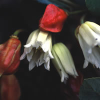 CRINODENDRON PATAGUA seed image