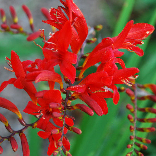 CROCOSMIA LUCIFER seed image