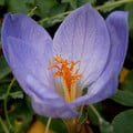 CROCUS PULCHELLUS seed image