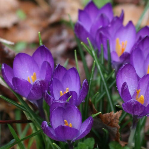 CROCUS TOMMASINIANUS seed image